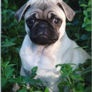 Meet your Posher, Shannon